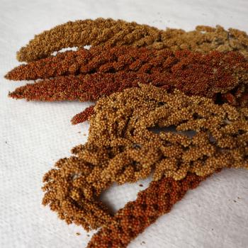 Kolbenhirse Mischung 1kg halbreif  VORBESTELLUNG