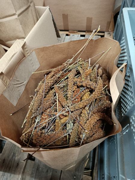 Kolbenhirse rot B- Ware in der Tüte 3,5 kg  getrocknet Mischfutter -Aktionsverkauf-