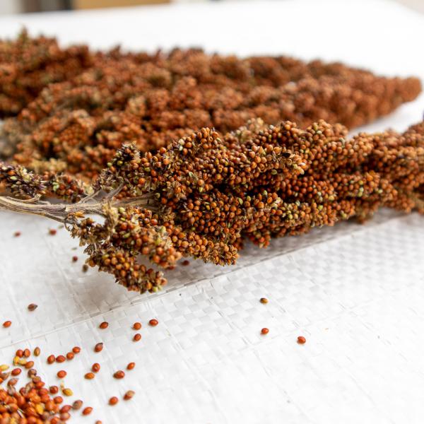 Rote lockere Kolbenhirse halbreif 1 kg - ausverkauft neue Ernte ab Juli 2025 -