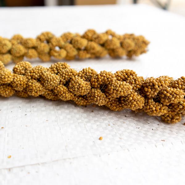 Weiße feste Kolbenhirse halbreif 0,5 kg - ausverkauft neue Ernte ab Juli 2025 -