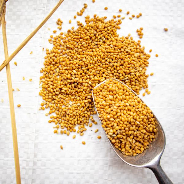 Russische Kolbenhirse Mohairhirse halbreif 1 kg -Neue Saison ab Juli 2023-