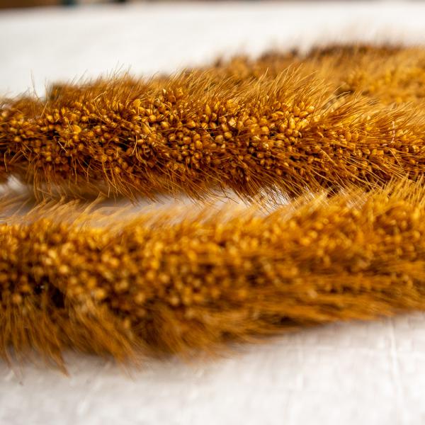 Russische Kolbenhirse Mohairhirse halbreif 1 kg -Neue Saison ab Juli 2023-