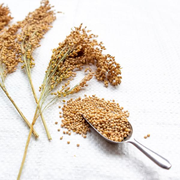 Silberhirse "classic" halbreif 0,5 kg - ausverkauft neue Ernte ab Juli 2025 -