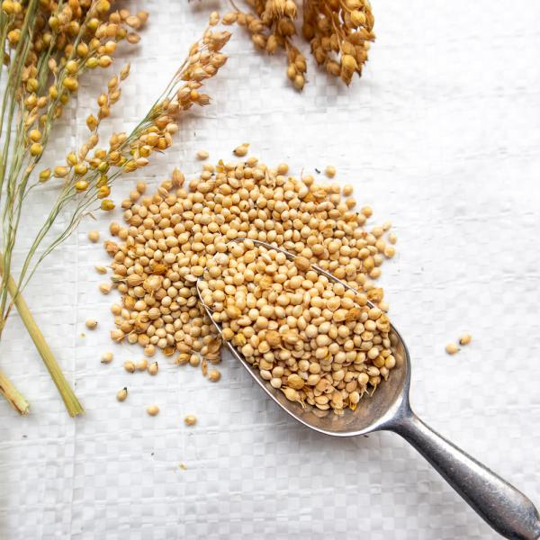 Silberhirse "classic" halbreif 1 kg - ausverkauft neue Ernte ab Juli 2025 -