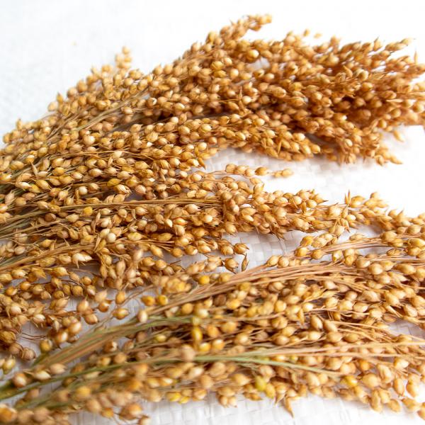Silberhirse "classic" getrocknet 1 kg Einzelfutter