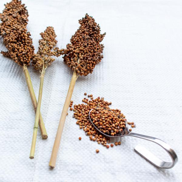 Sorghum weiß getrocknet 5 kg Einzelfutter