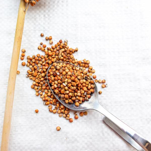 Sorghum weiß getrocknet 5 kg Einzelfutter