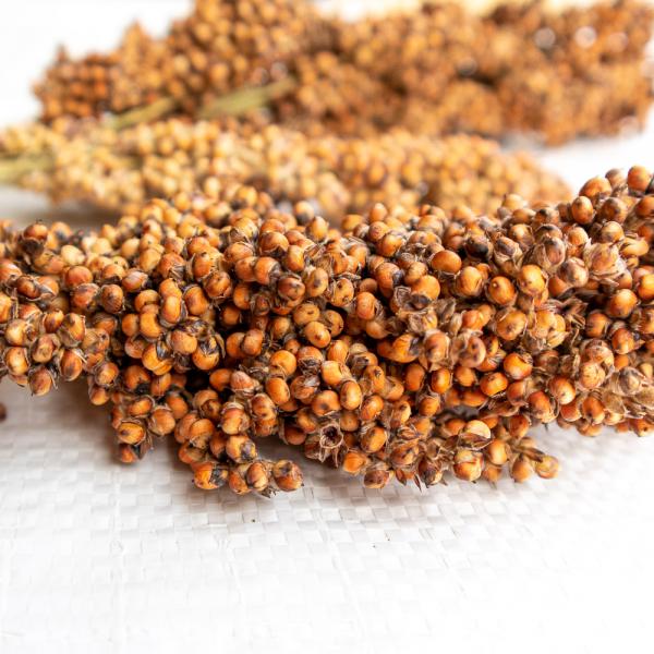 Sorghum weiß getrocknet 5 kg Einzelfutter