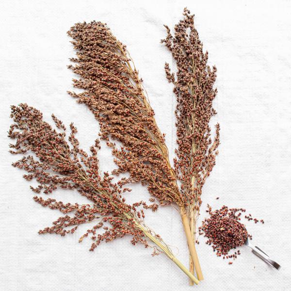 Sudangras halbreif 0,5 kg -neue Saison ab August 2024-