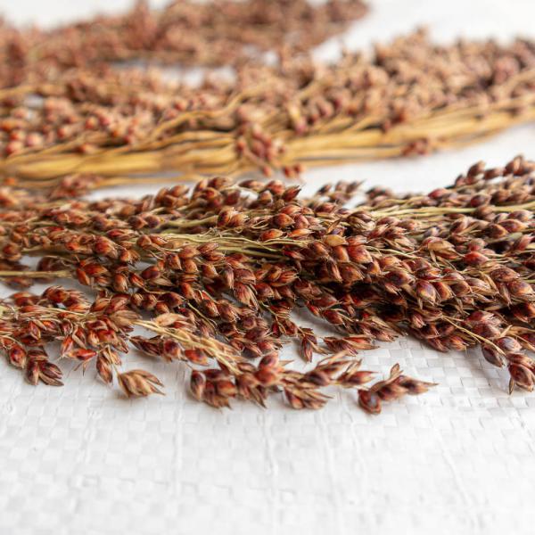 Sudangras halbreif 0,5 kg -neue Saison ab August 2024-