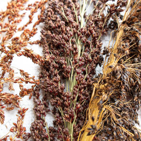 Schelli „bunt“ halbreif 0,5 kg -Neue Saison ab Juli 2023-