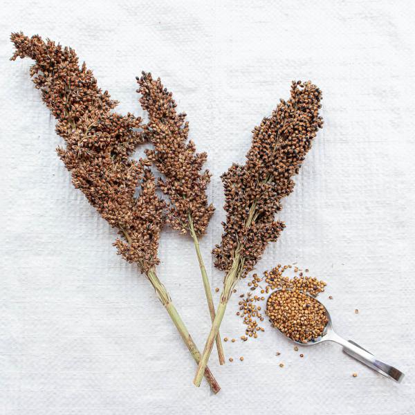 Kleinkörniges Sorghum weiß getrocknet 1 kg