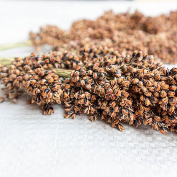 Kleinkörniges Sorghum weiß getrocknet 1 kg
