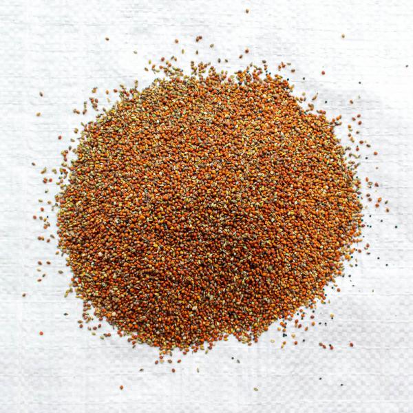 Rote Kolbenhirse gedroschen 1 kg
