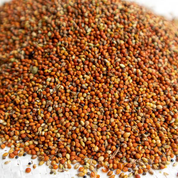 Rote Kolbenhirse gedroschen 1 kg