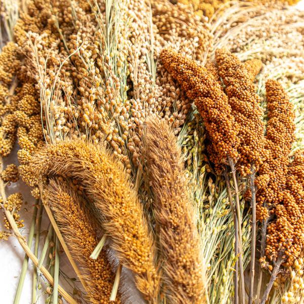 Mischung Fein 5kg halbreif (Kolben- und Rispenhirse) -neue Saison ab August 2025-