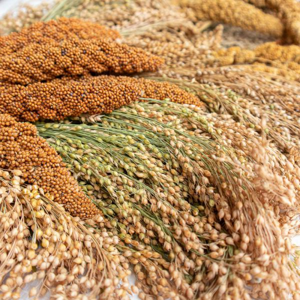 Mischung Fein 1kg getrocknet (Kolben- und Rispenhirse) Mischfutter