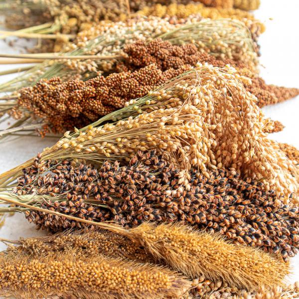 Mischung Premium 1kg halbreif (alle Hirsesorten) -neue Saison ab August 2025-