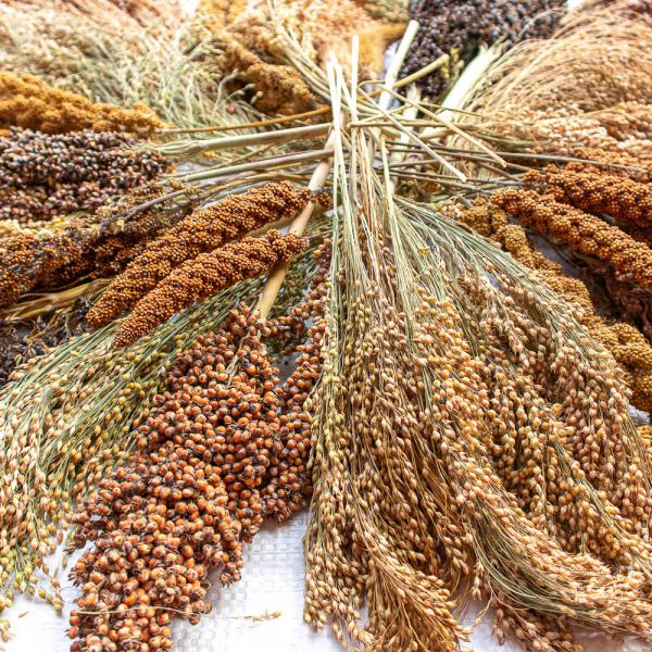 Mischung Premium 5kg halbreif (alle Hirsesorten) -neue Saison ab August 2025-
