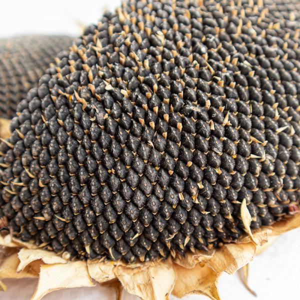 Sonnenblumenkopf getrocknete Hälften und Stücke 250 g