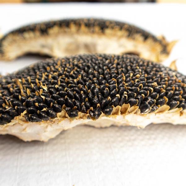 Sonnenblumenkopf getrocknete Hälften und Stücke 250 g