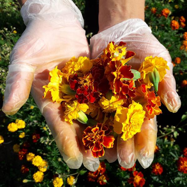Tagetesblüten getrocknet 100g