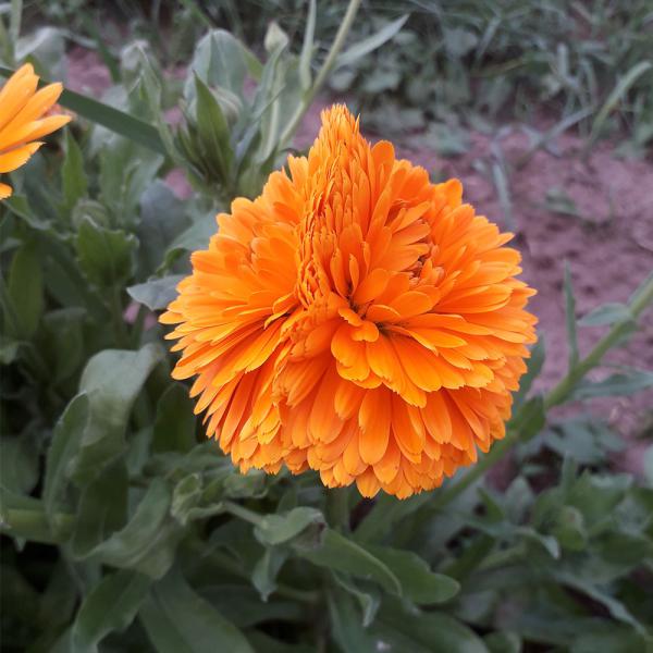 Ringelblumenblüten getrocknet 1kg - ausverkauft