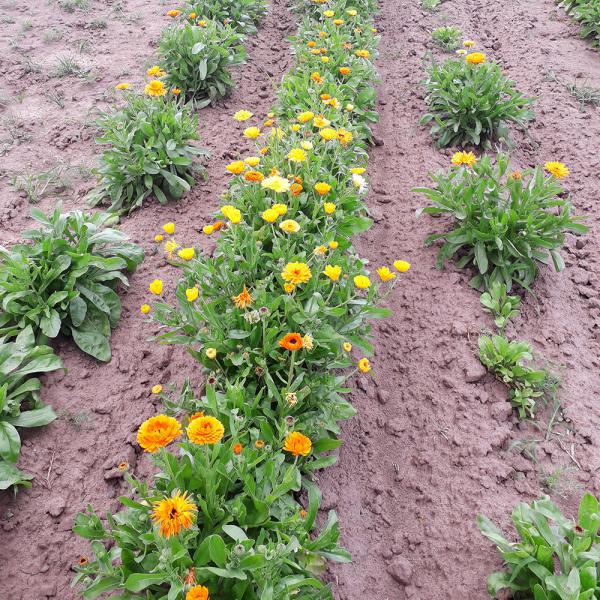 Ringelblumenblüten getrocknet 1kg - ausverkauft