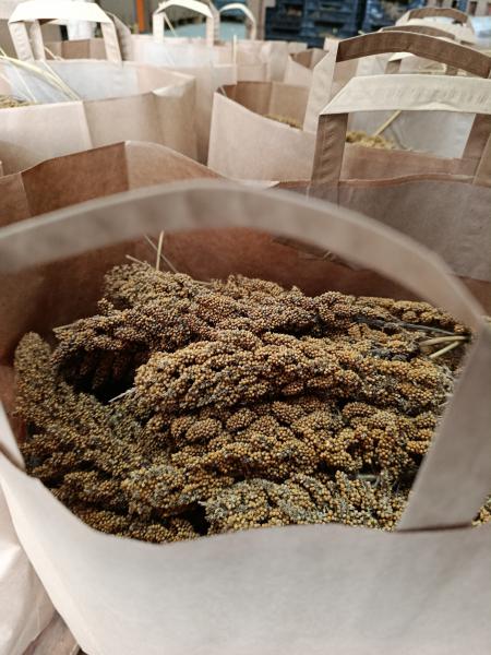 Aktionstüte mit Kolbenhirse weiß und Rispen- Knabber- Heu 3kg getrocknet Mischfutter