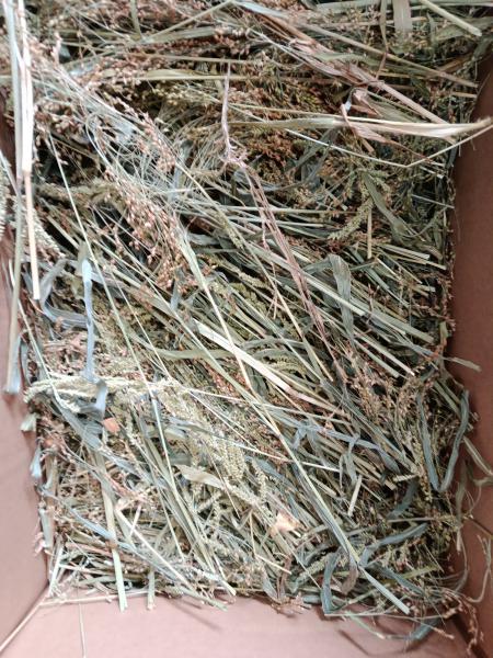 Aktionstüte mit Kolbenhirse weiß und Rispen- Knabber- Heu 3kg getrocknet Mischfutter