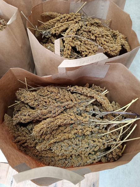 Aktionstüte mit Kolbenhirse weiß und Rispen- Knabber- Heu 3kg getrocknet Mischfutter