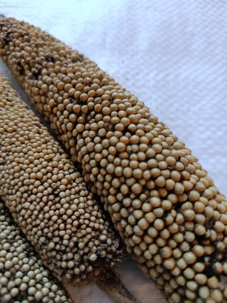 Perlhirsekolben getrocknet 50 g