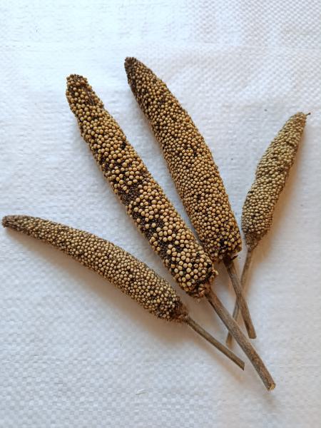 Perlhirsekolben getrocknet 50 g