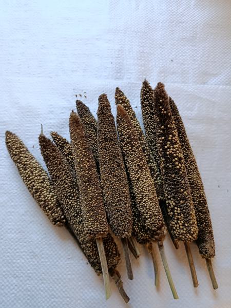 Perlhirsekolben 2. Wahl zum schreddern und nagen getrocknet 150g