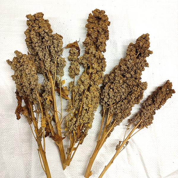 Quinoa-Rispe getrocknet 1kg