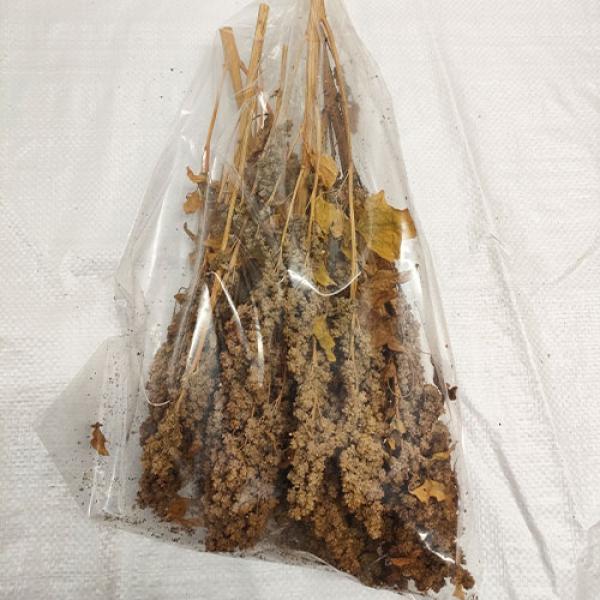 Quinoa-Rispe getrocknet 1kg