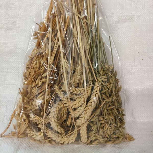 Getreidetüte Mischung aus gelben und grünen Haferähren mit Weizenähren getrocknet  250 g Mischfutter -Aktionsverkauf-
