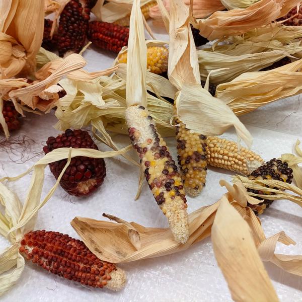 2. Wahl Maiskolben bunt 1,5kg -Aktionsverkauf-