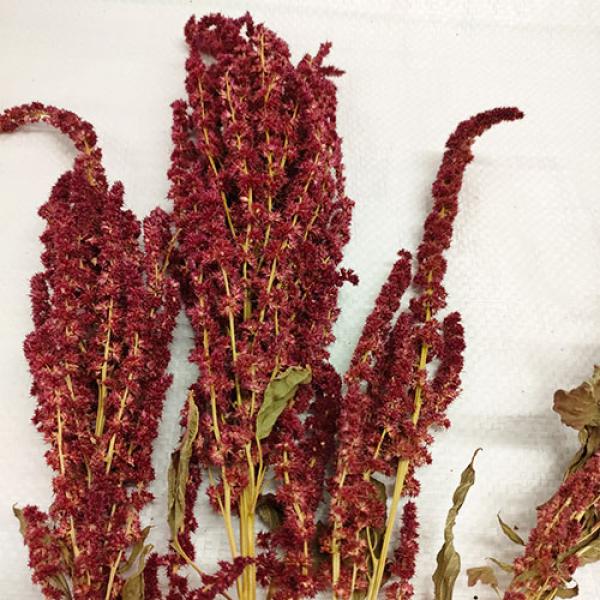 Amaranth-Rispe rot getrocknet 150g