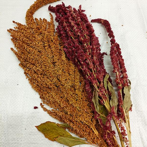 Amaranth-Rispen gemischt Rot und Gold getrocknet 75g