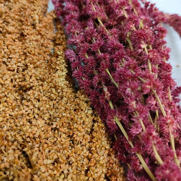 Amaranth-Rispen gemischt Rot und Gold getrocknet 75g