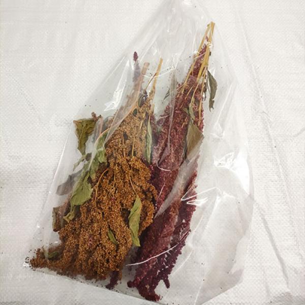 Amaranth-Rispen gemischt Rot und Gold getrocknet 75g