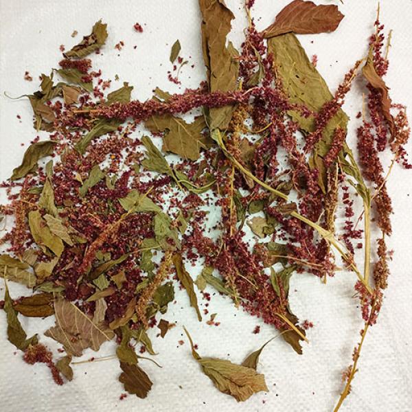 Bruch Amaranth rot getrocknet 150g