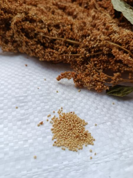 Gold Amaranth getrocknet 75g