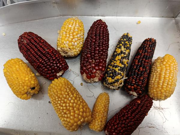 Maiskolben bunt 1 kg ohne Lieschblätter