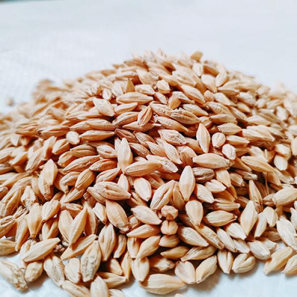 Katterbacher Gerste gedroschen 1 kg Brau- und Keimgerste