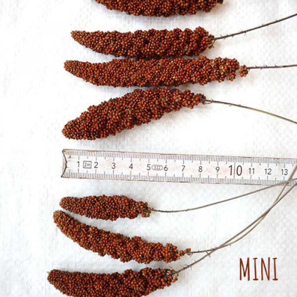 Mini Kolben Rote feste Kolbenhirse getrocknet 1 kg Einzelfutter