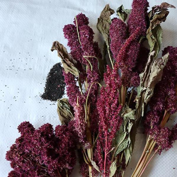 Amaranth-Rispe rot getrocknet 150g