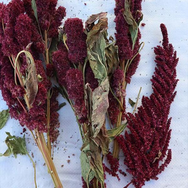 Amaranth-Rispe rot getrocknet 150g