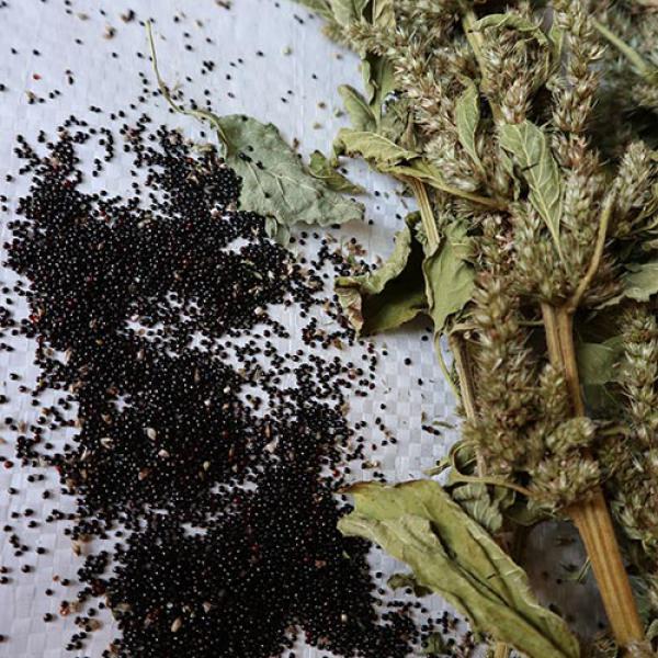 Amaranth-Rispe grün getrocknet 50g
